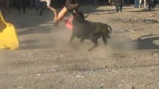 ده مجروح در مراسم گاوبازی در پرو