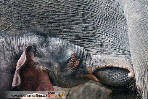 نوزاد فیل چگونه شیر می خورد