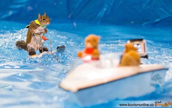 وقتی سنجاب کوچک روی آب اسکی می کند! / عکس