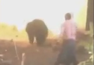 حمله دلخراش ساکنان روستا به خرس 