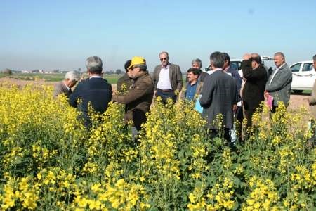 خوزستان در کشت چغندرقند در کشور پیشتاز است خوزستان در کشت چغندرقند در کشور پیشتاز است