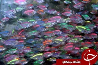 تابه حال ماهی شیشه‌ای دیده‌اید؟