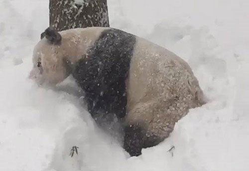 ذوق‌زدگی پاندا از دیدن برف/خوشحال ترین موجود جهان از وضعیت فعلی کولاک در واشنگتن