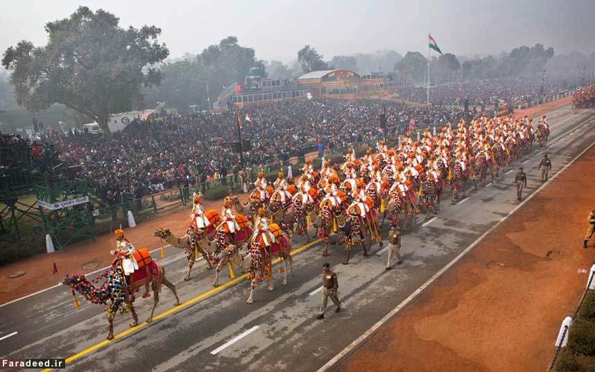 رژه شترها در یک روز ملی/ عکس