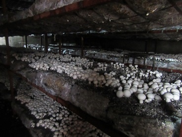 تولید سالانه 74 تن قارچ خوراکی در شهرستان سلطانیه 