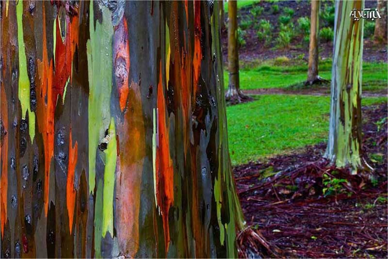 اوکالیپتوس رنگارنگ در هاوایی