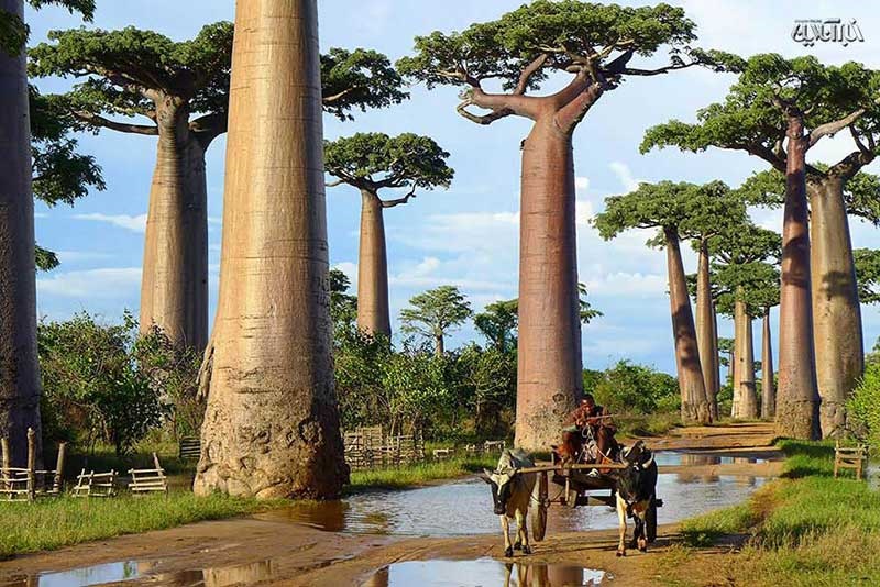 درختان بائوباب در ماداگاسکار
