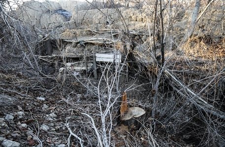 درختان نصرآباد اصفهان را هم سربریدند