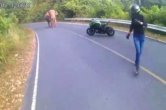 فیلی که جاده را مسدود کرد