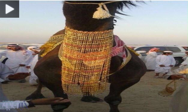 فیلم | زوج عربستانی گردنبند ۱۶ میلیارد ریالی به یک زوج شتر هدیه دادند! 
