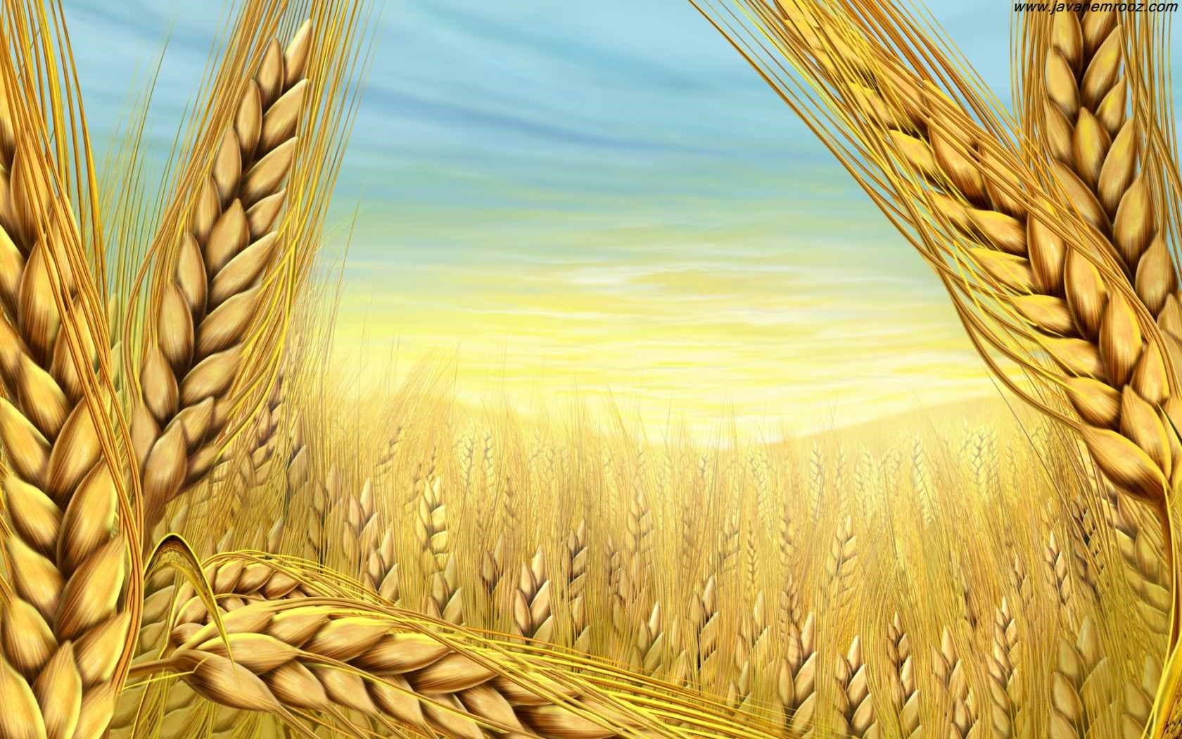 پیش بینی کشت ۳۰۰ هزار هکتار گندم در استان زنجان