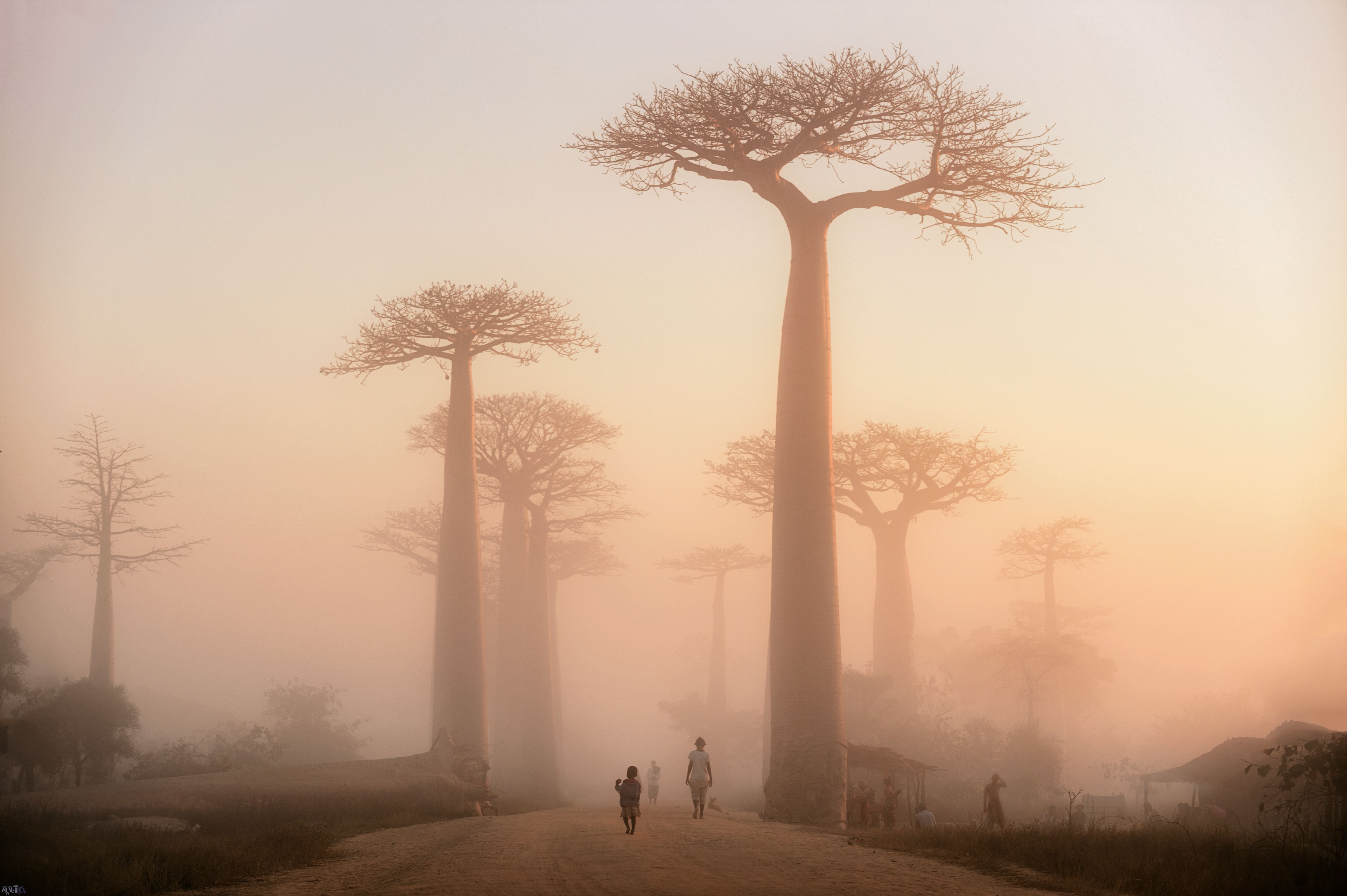 عکس روز نشنال جئوگرافیک | مه صبحگاهی در ماداگاسکار