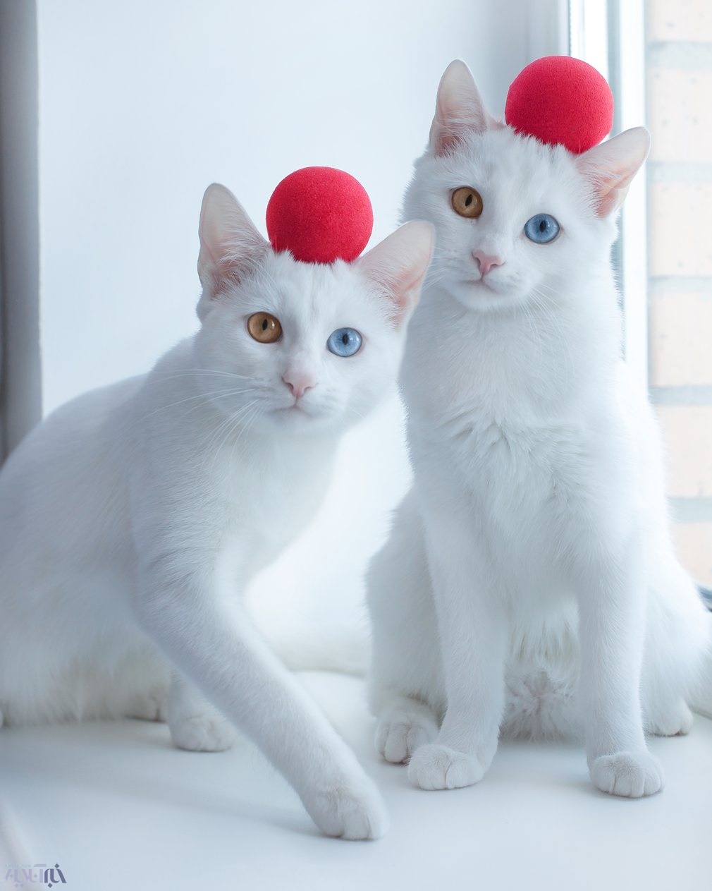 عکس | گربه‌های دوقلو پرطرفدار در اینستاگرام با چشم‌های تابه‌تا