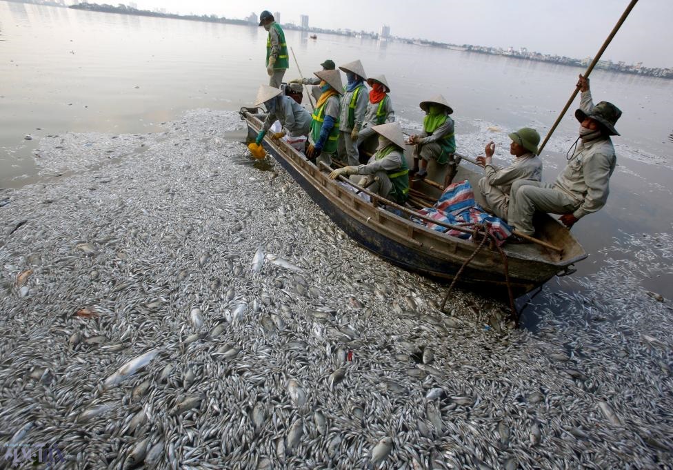 عکس | جمع کردن ماهی‌های مرده در دریاچه هانوی ویتنام