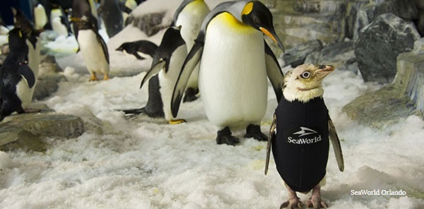 لباس ویژه‌ای که برای یک پنگوئن بی‌پر دوخته شد