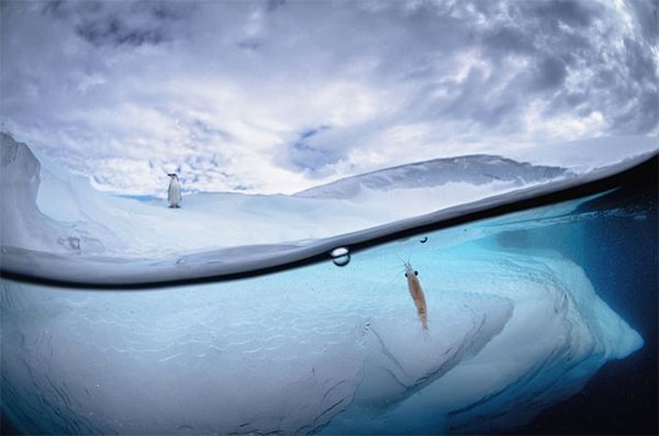 ماجرای درام در قطب جنوب/عکس روز نشنال جئوگرافیک 
