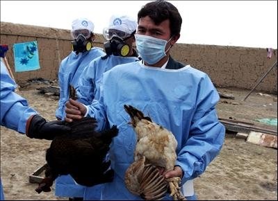 مسؤول واحد بیماری‌های مرکز بهداشت همدان: آنفلوآنزای پرندگان در راه است