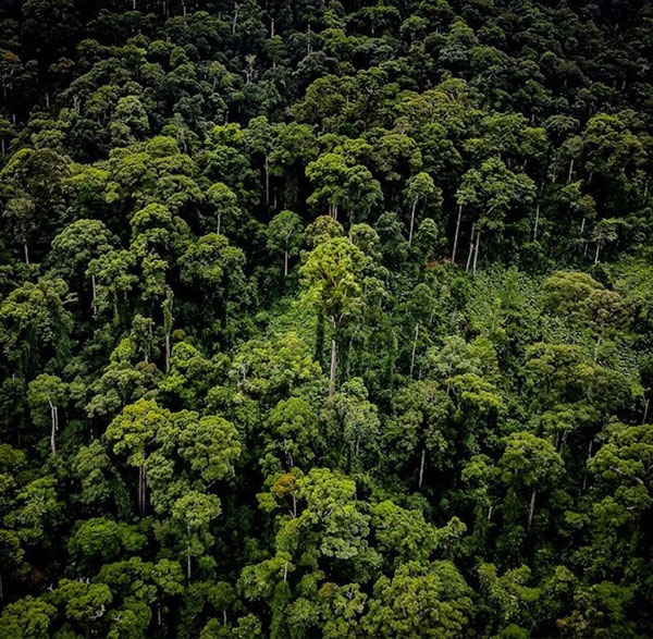 کشف مرتفع‌ترین درخت گرمسیری جهان/رکوردشکنی جدید