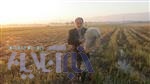 جمع آوری دام های هوایی در نور