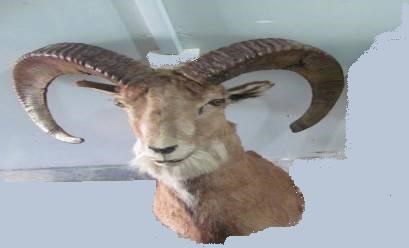 دستگیری شکارچی آهو در نجف آباد 