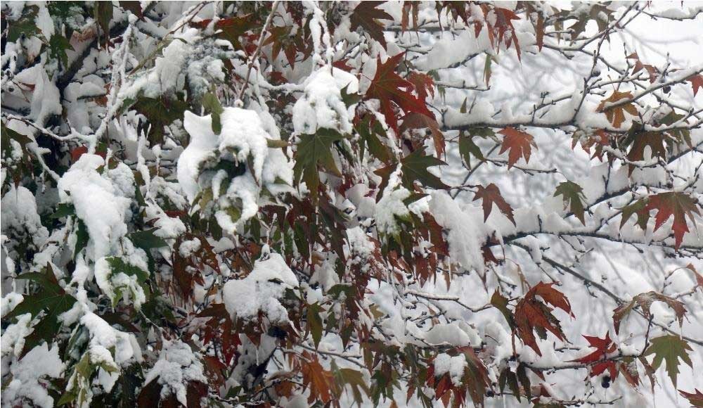 تصاویر | برف پاییزی در آمل