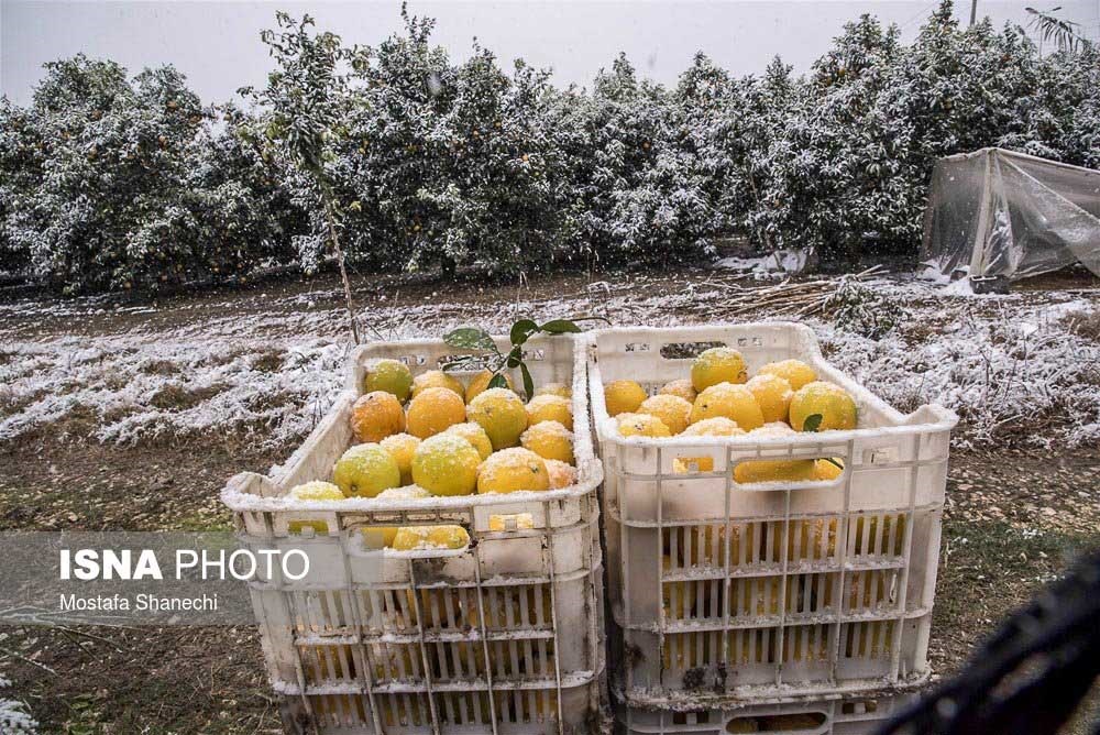 تصاویر | بارش برف نابهنگام و باغ‌های سرمازده در مازندران