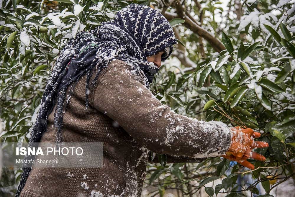 تصاویر | بارش برف نابهنگام و باغ‌های سرمازده در مازندران