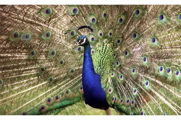 ببینید | جلوه‌ای زیبا از خودنمایی یک طاووس