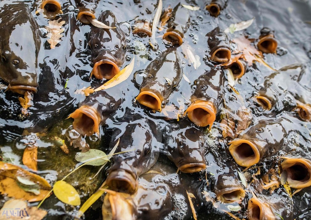 عکس | تصویری جالب از چشم‌انتظاری ماهی‌های گرسنه