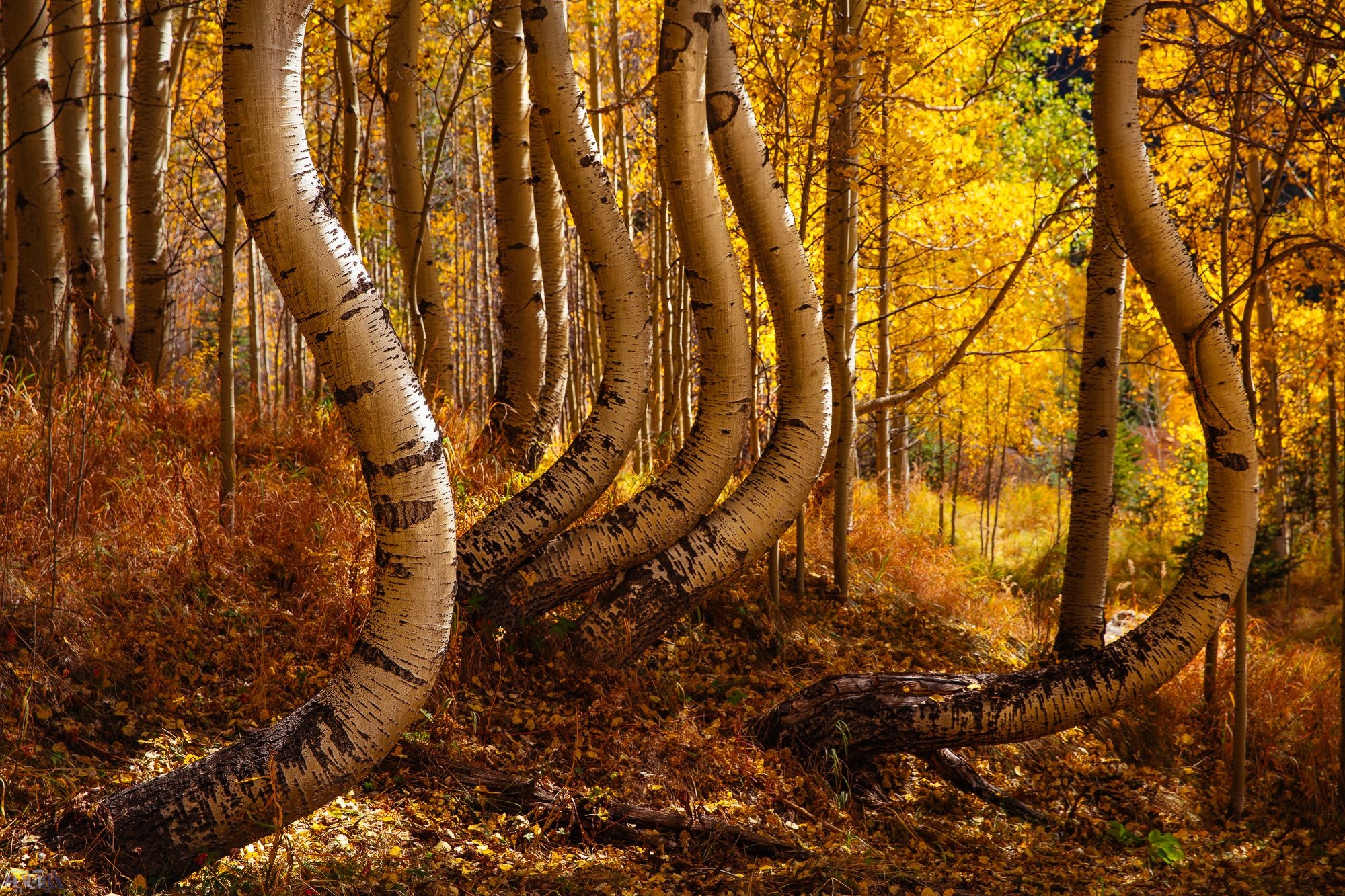 عکس روز نشنال جئوگرافیک | درختان خمیده جنگلی در طبیعت زیبای پاییزی