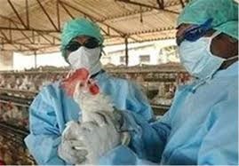 آنفولانزای فوق حاد پرندگان تحت کنترل است