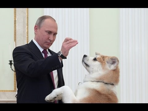 فیلم | برخورد نامهربانانه سگ پوتین با خبرنگاران ژاپنی | حرکات جالب پوتین با سگ محبوبش