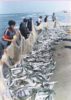 صید بیش از ۷۱۰ تن ماهیان استخوانی توسط صیادان استان مازندران