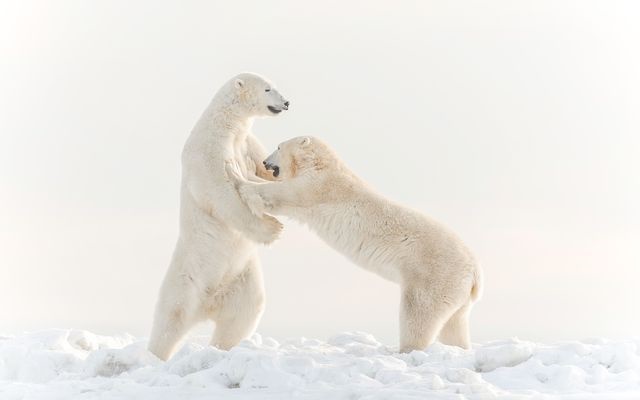 عکس روز نشنال جئوگرافیک از بازیگوشی دو خرس قطبی