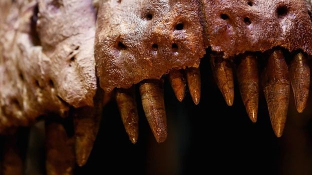 دایناسورها هم دندان شیری داشته‌اند!