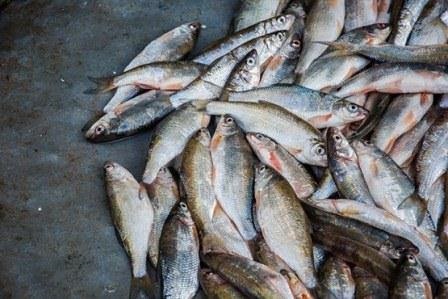 ۹۰۰۰ کیلوگرم ماهی غیربهداشتی در چهارمحال و بختیاری معدوم شد