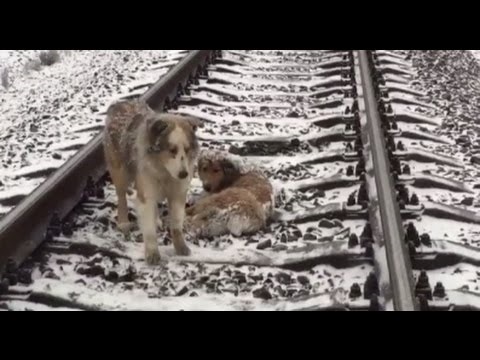 فیلم | سگ وفادار دو روز از دوست مجروحش محافظت کرد