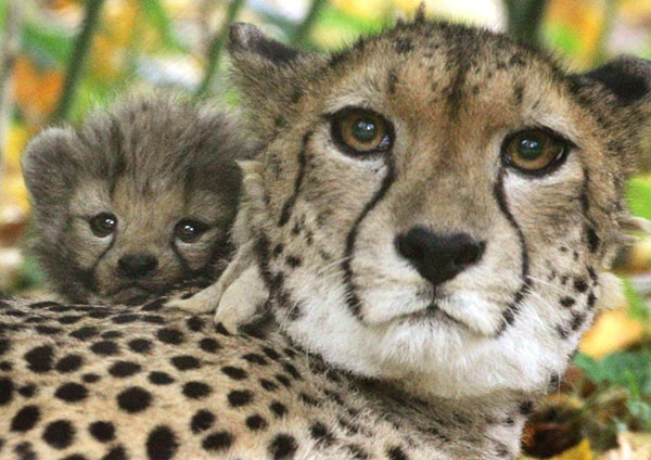 هشدار جهانی درباره احتمال انقراض یوزپلنگ‌ها/ایران تنها ۵۰ یوزپلنگ دارد