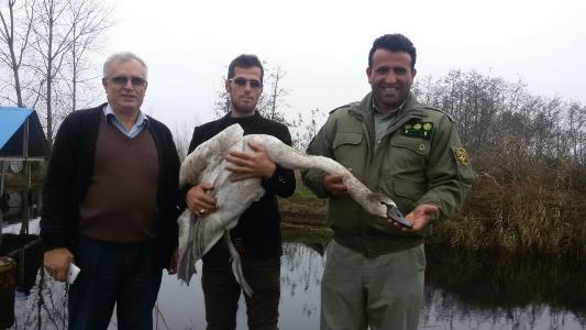 نجات قو از دست شکارچیان در لاهیجان