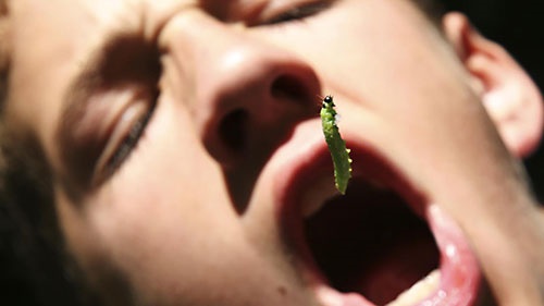 حشرات غذای نسل آینده بشر خواهند بود؟/از پروتئین کرم تا کلوچه زنبور