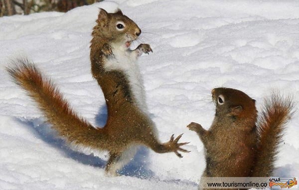 برف بازی سنجاب های شیطان! /عکس