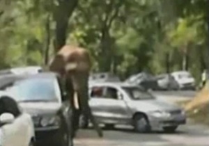 حمله یک فیل به 15 خودرو