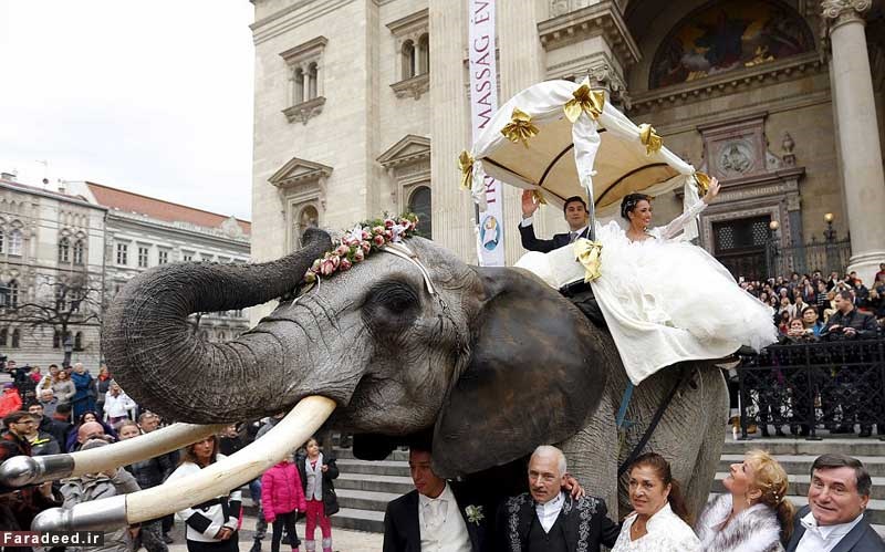 فیل سواری عروس و داماد در بوداپست/تصویر