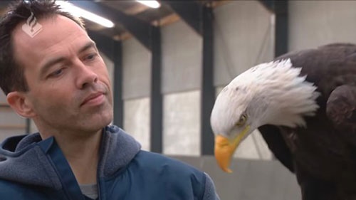 تربیت عقاب توسط پلیس برای شکار پهپادها/روش جدید مقابله با جاسوسی