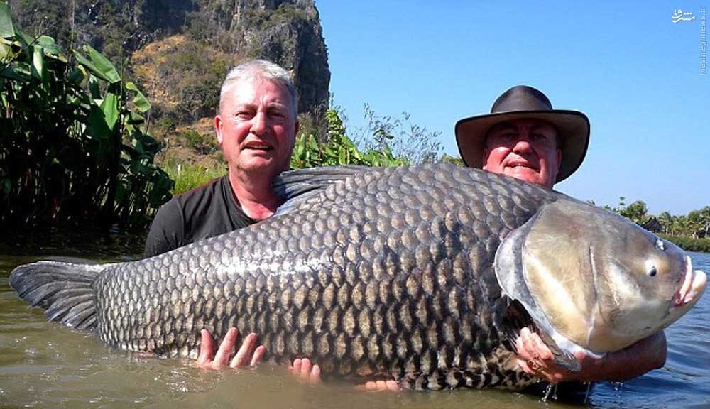 This fish has. Среднеазиатский Карп. Крупная рыба в Тайланде. Азиатский Карп самый большой. Сазан азиатский.