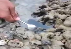 شکار شگفت انگیز اختاپوس با چنگال
