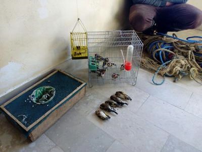 صیاد زنده گیری پرنده سهره طلایی درشهرستان فومن بدام قانون افتاد