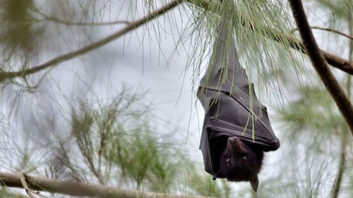 الگوبرداری از خفاش می‌تواند مرگ و میر عفونت‌ها را کاهش دهد؟/تلاش جدید محققان 