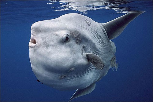 فیلم خارق‌العاده از یک خورشید ماهی غول‌پیکر/بزرگترین ماهی استخوان‌دار جهان 