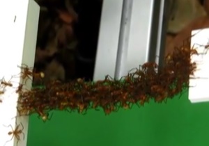 پُل هوایی از جنس مورچه‌ با ساختاری شگفت انگیز